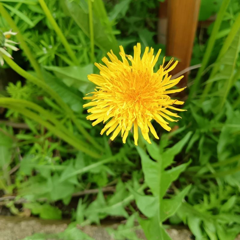 Чай из одуванчика: сокровища природы для вашего здоровья