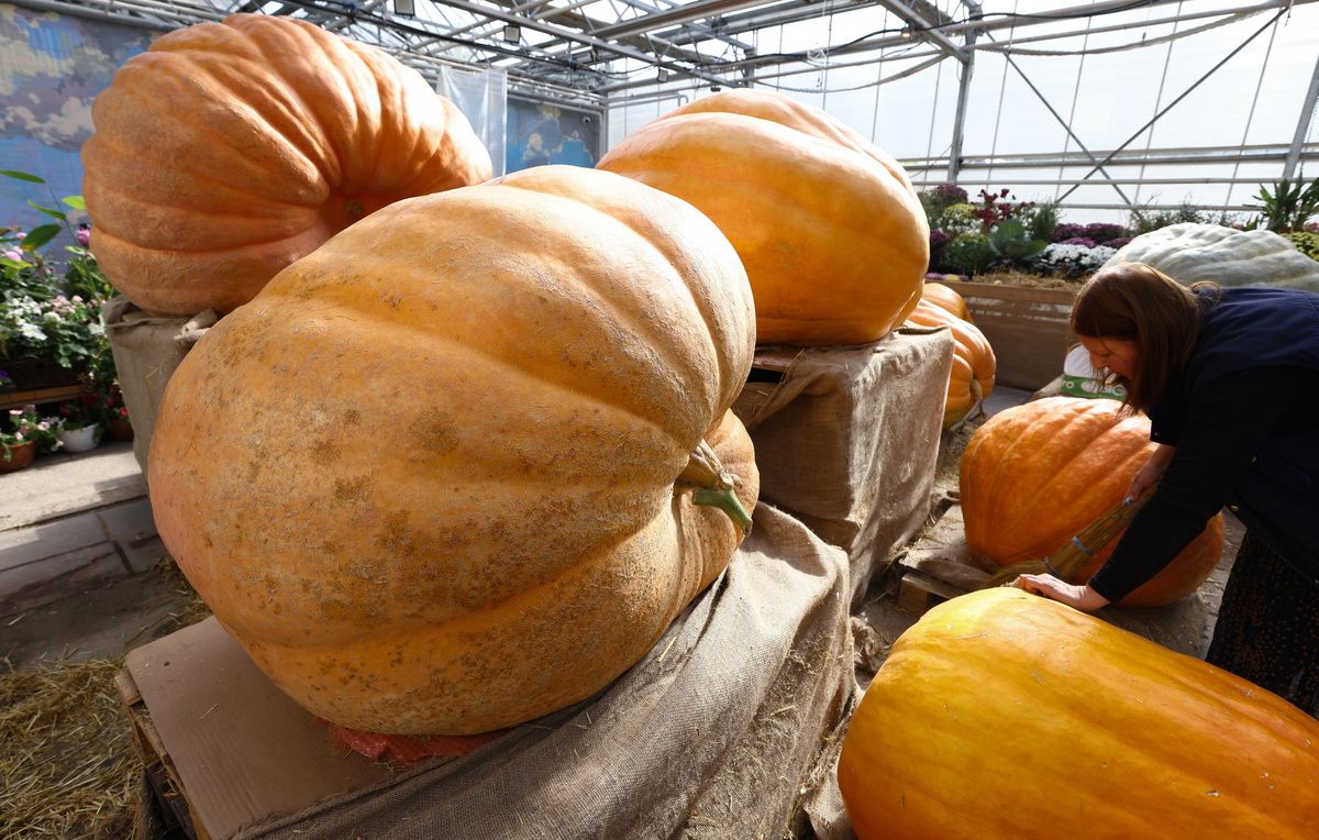 В Москве пройдет захватывающее шоу резьбы по гигантским тыквам