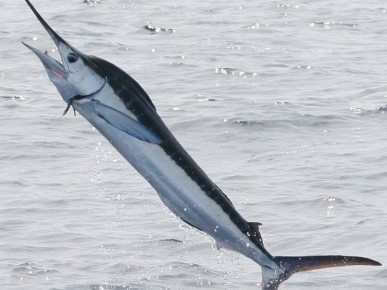 �������� ������ ������: ���� ������������� ������� �������� ��������