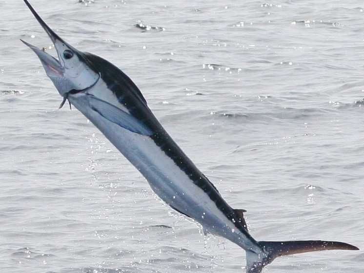 Рыболовы побили рекорд: улов трехметрового марлина приносит миллионы