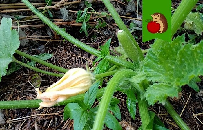 Почему гниют и желтеют завязи кабачков: 3 ключевых рекомендации