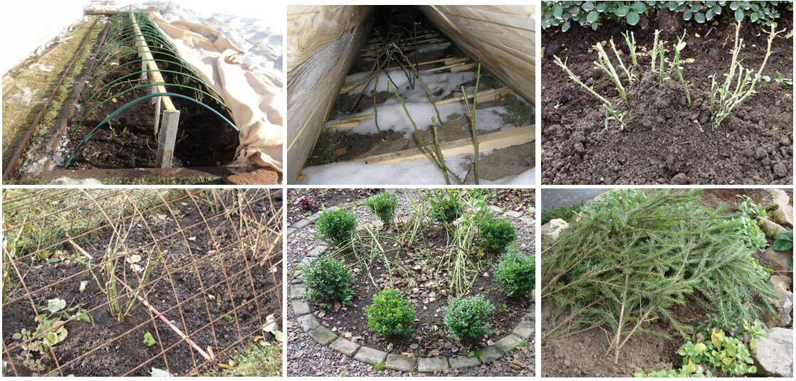 Зимняя защита для садовых любимцев: как сохранить растения до весны