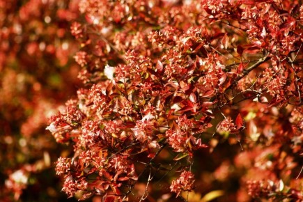 Осень в саду: как деревья и кустарники трансформируются в яркое великолепие