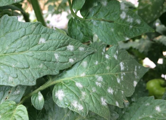 Причины белизны листьев помидоров