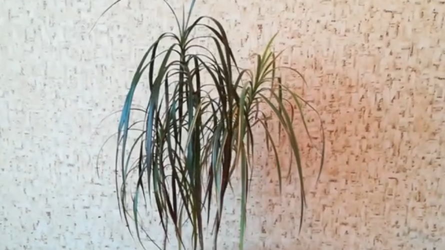 Драцена: как поливать правильно в осенние месяцы