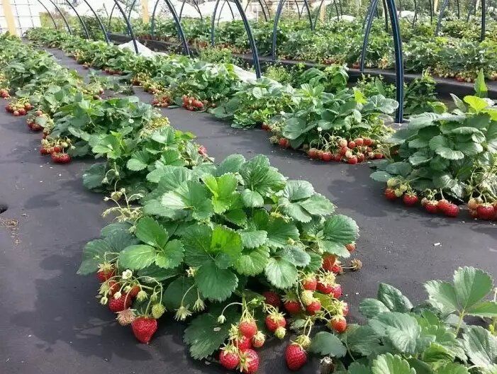 Как добиться богатого урожая ремонтантной клубники: основные ошибки и секреты успешного выращивания