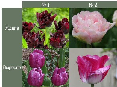 Как выбрать идеальные луковицы тюльпанов: советы и рекомендации