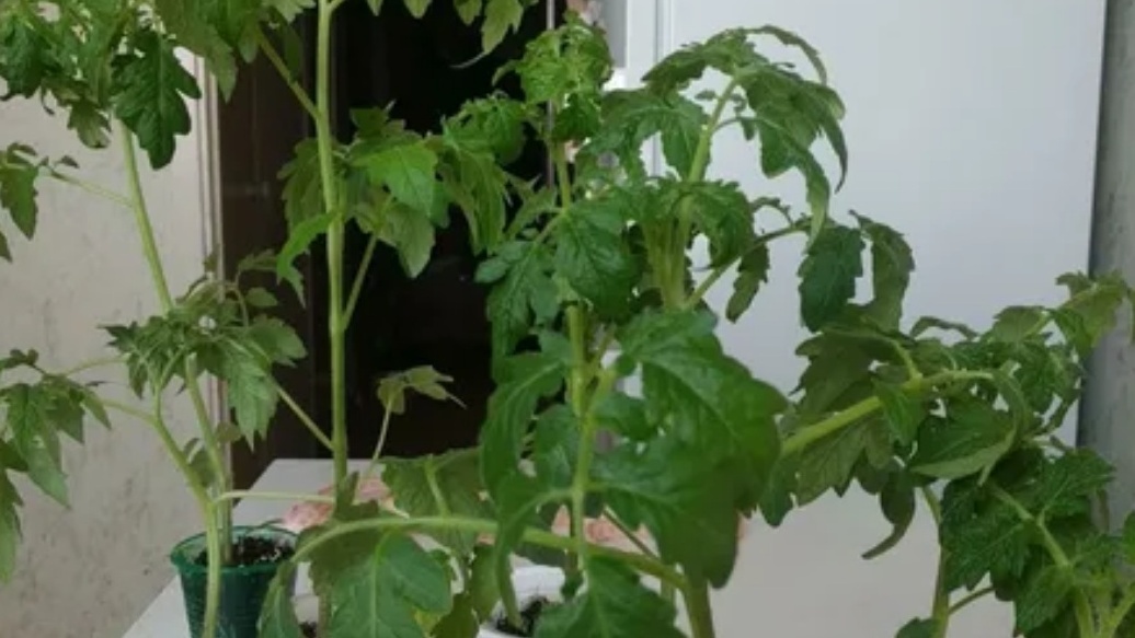 Переросшая рассада: как разделить и получить больше урожая