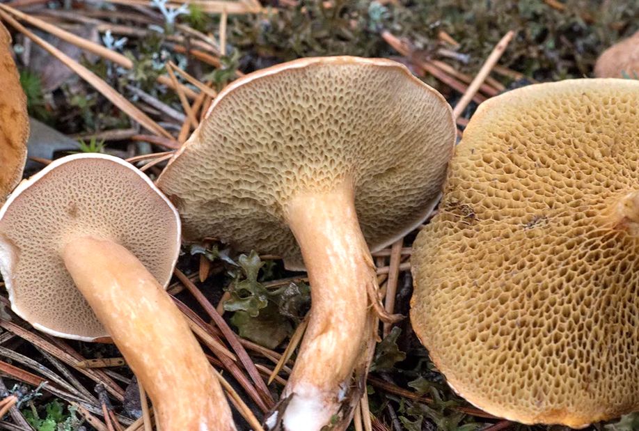 ������: ������� ����� � ������������� ����������� �����