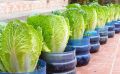 Как выращивать вкусную пекинскую капусту прямо на подоконнике: секреты кругодного урожая