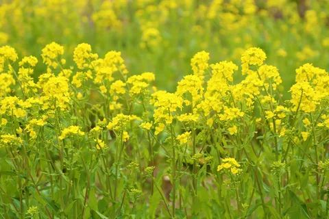 Горчица: как популярный сидерат может обернуться неприятностями