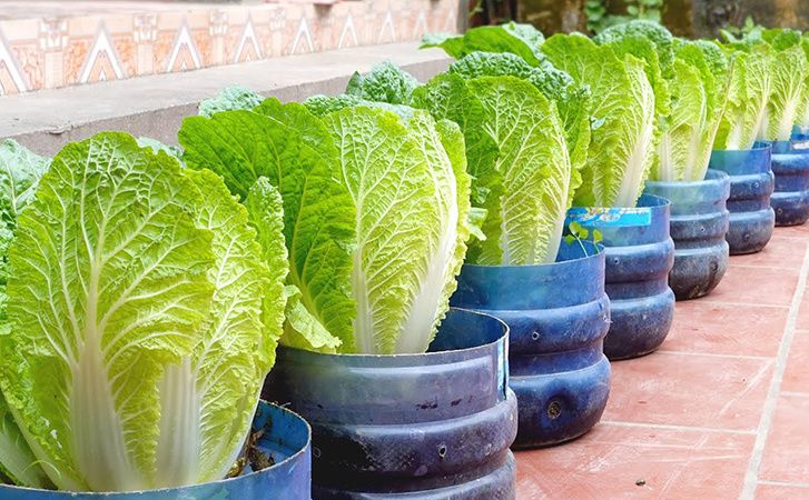 Как выращивать вкусную пекинскую капусту прямо на подоконнике: секреты кругодного урожая
