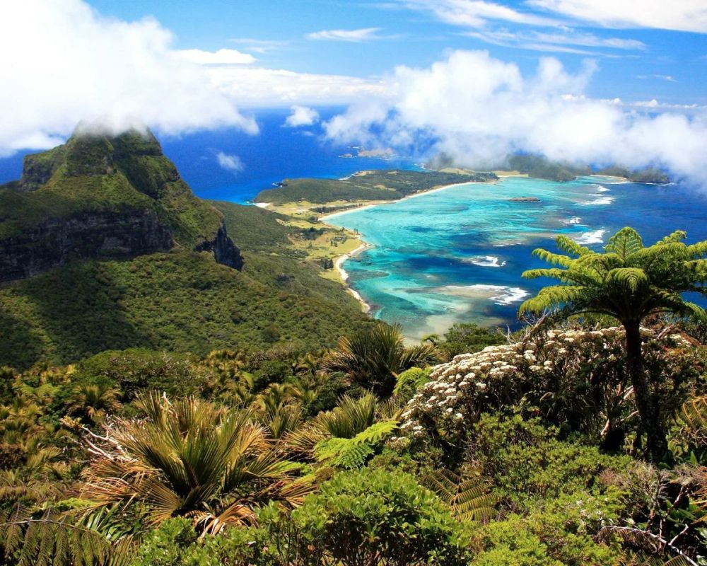 Уникальные растения Австралии: удивительные чудеса флоры