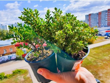 Необычные мини-кустарники: очарование хебе и их уход в домашних условиях