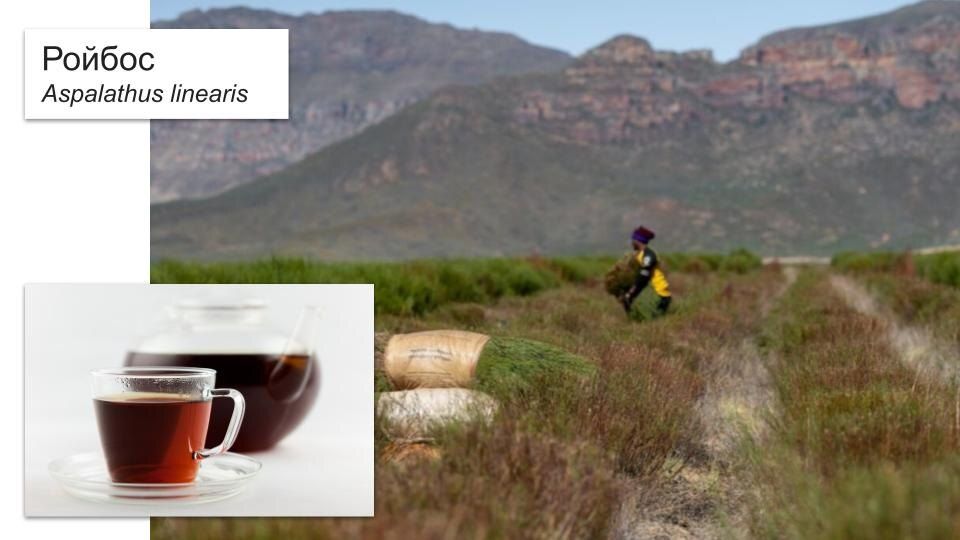 ��� ������� �������� ������ � ������ �������� ���