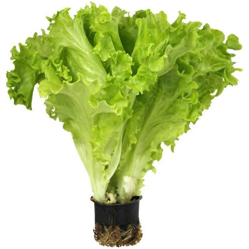 ���������� ������ �����: ������� ��������� �����������