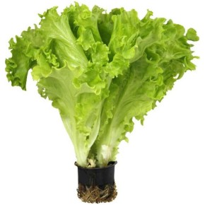 Выращиваем зелень зимой: секреты успешного подоконника