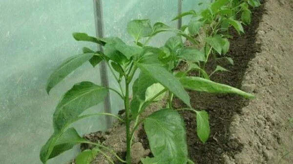 Как распознать нехватку питательных веществ у перца: советы и рекомендации