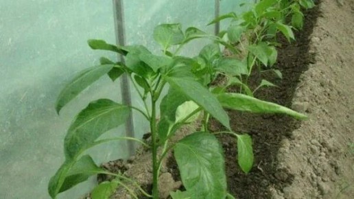 ��� ���������� �������� ����������� ������� � �����: ������ � ������������