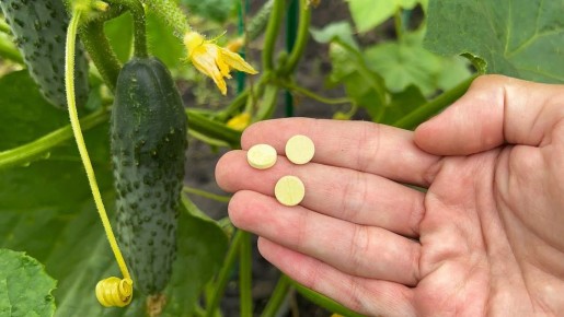 Как ошибки в уходе за огурцами губят урожай: секреты успешного ухода