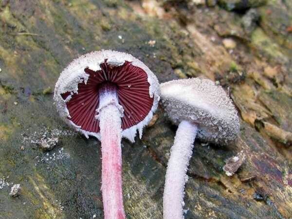 ��������� ���������� ���� ������ ������: ����� ���� ��� ��������?