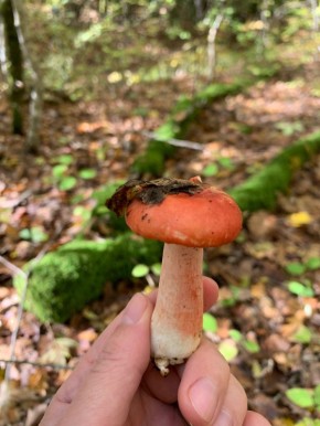 ������ ������� ����� �����: ��� ������ � ���� ������