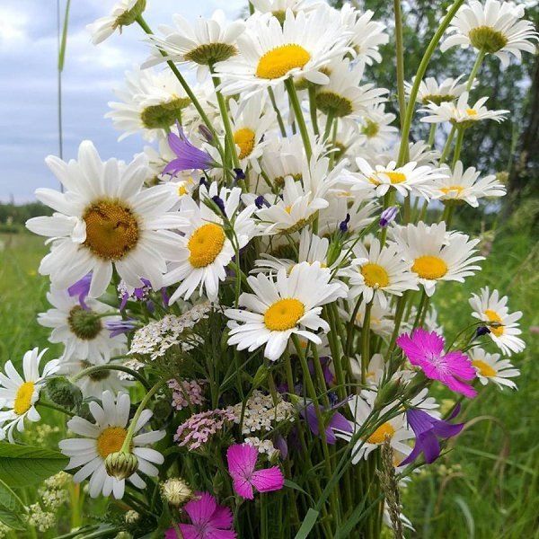 Слова, словно бабочки: как общение вдохновляет душу