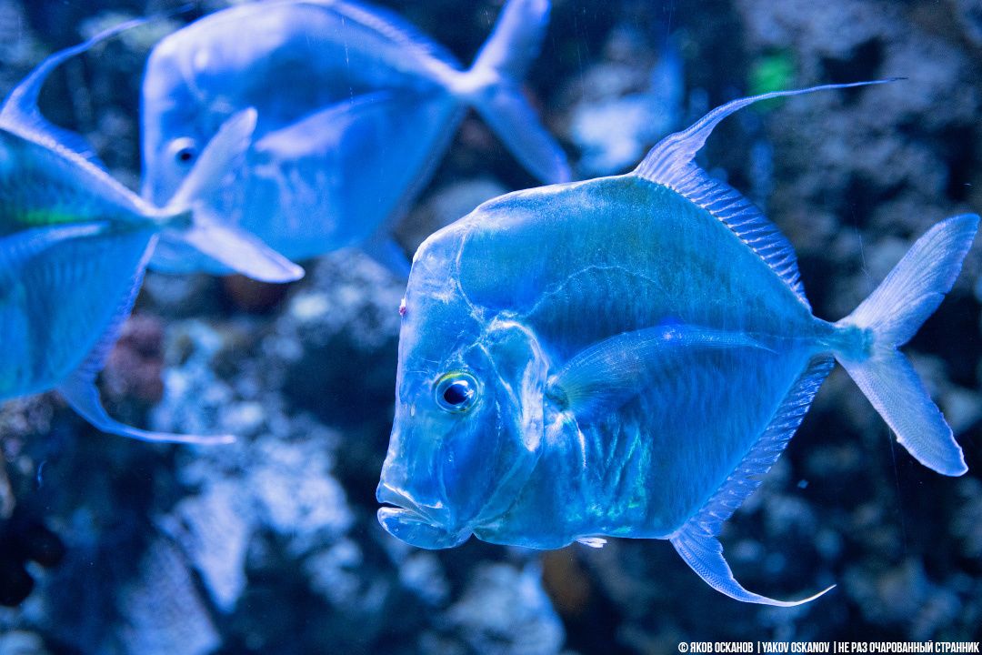 ��������� �������