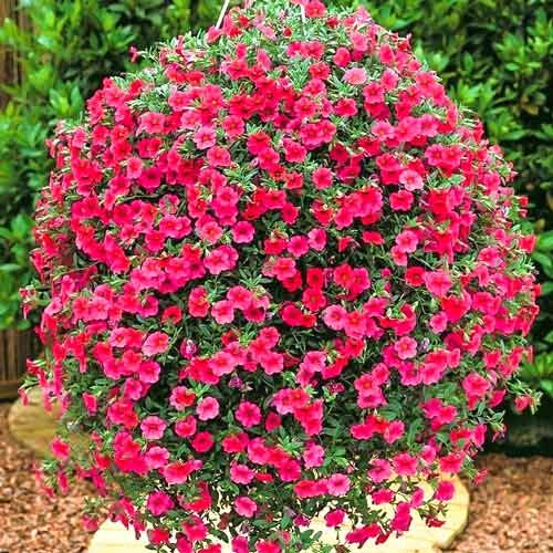 16 самых впечатляющих сортов петуний для весеннего озеленения