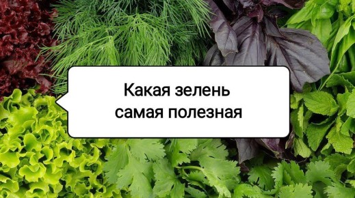 Зеленый рай: полезные виды зелени для здоровья