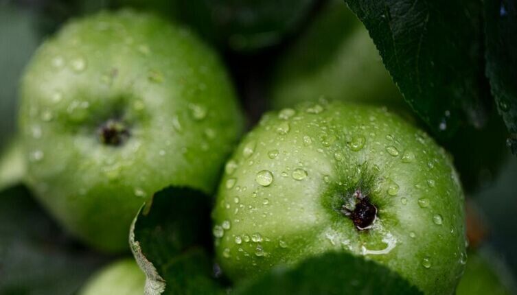 ������ ������: ������� �� ������������ � ��������������� � ���������