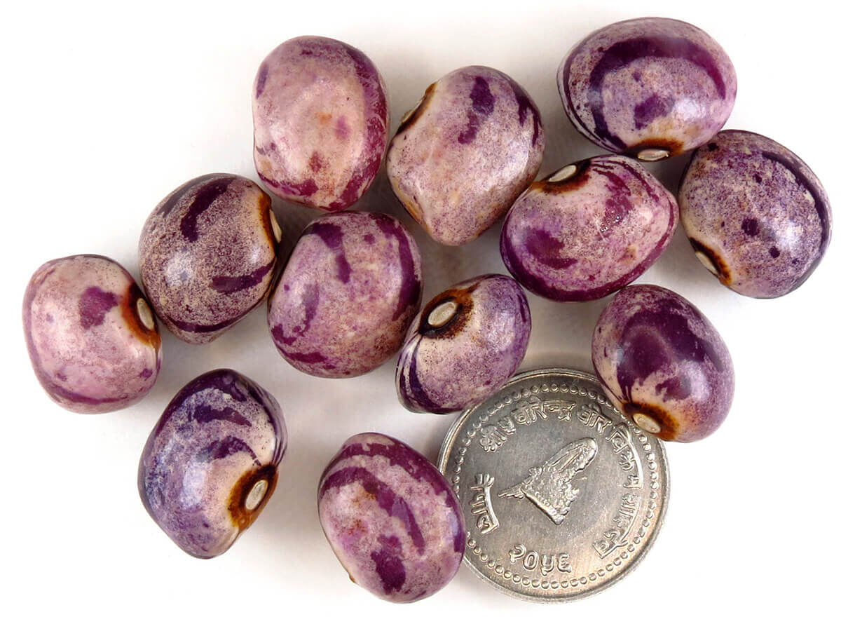 Удивительные сорта фасоли: как выбрать лучший для вашего огорода