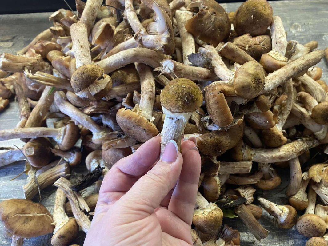 ����� �� ���������� �������: ���������� ���������� �������� 1954 ����