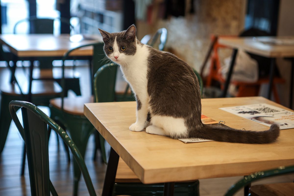 �������� �������� � ������������: ��������� ������ ��������� �������