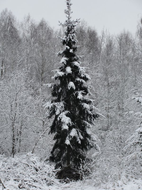 ��� ���� ������������ ���� ������� ����� ������ �����