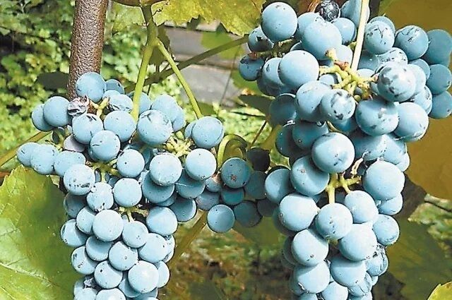 ������� ��������� � ���� �������� ������ ������ ���������?