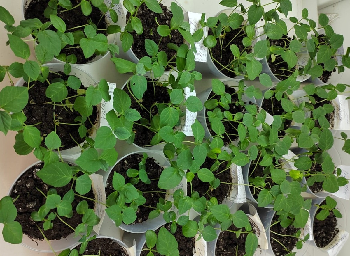 Гуара в Западной Сибири: новые горизонты для сельского хозяйства