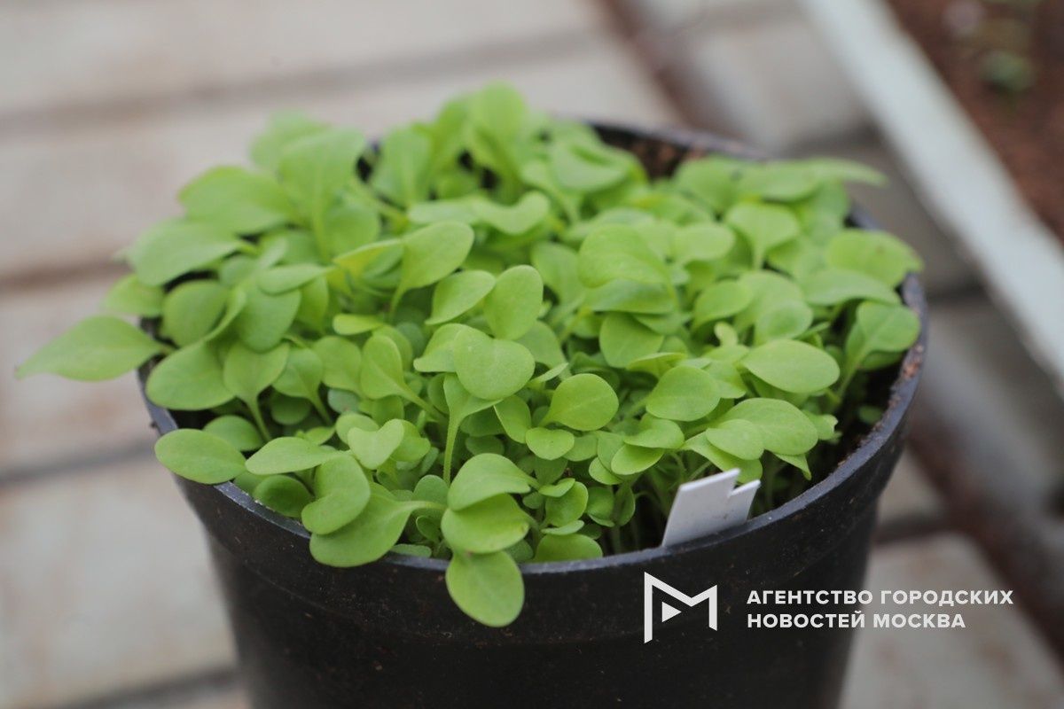 ����� �� ����: ����� �������� ����� ���������� ��� � �����