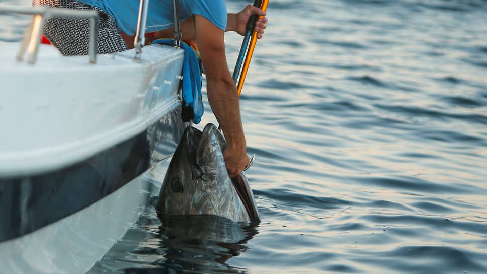 �� ������� ������� ���������� ����� ����� ����� 290 ��