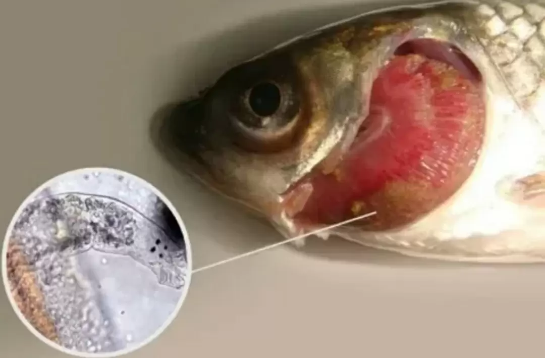 Как предотвратить описторхоз: надежные советы для любителей рыбы