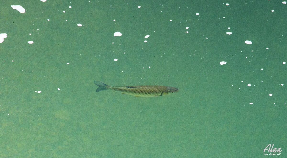 �������: ��������� �������� ���� ��-���������