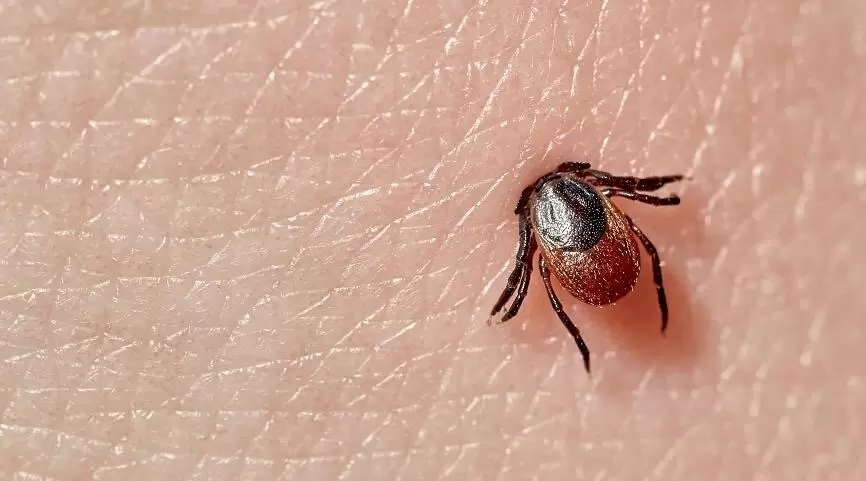 Как предотвратить укусы клещей: эффективные советы и что делать при укусе