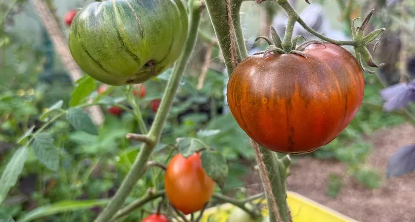 ������, ���������� ������: ������ ����� ������ 2026