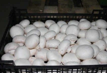 ����������: �������� �������� � ������� ������������ ��� �������� � ���������