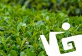 Улун: волшебный чай, рожденный в горах и тумане